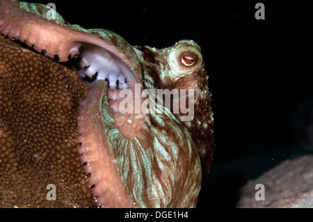 Polpo, polpo briareus, in una immersione notturna al Paradise Reef, Cozumel, Messico, Mar dei Caraibi Foto Stock