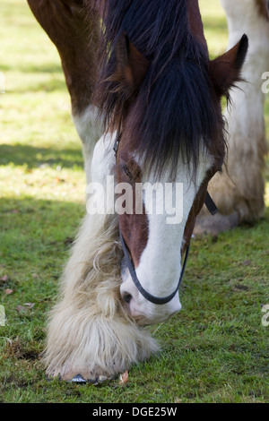 Shire cavallo di graffiare il suo Fetlock con i suoi denti Foto Stock