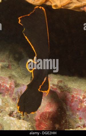 Spadefish Pinnate in forma giovanile.(Platax pinnatus).stretto di Lembeh,Indonesia Foto Stock