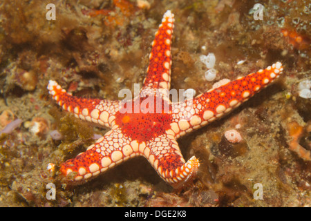 La menta piperita stella di mare.(Fromia monilis).stretto di Lembeh,Indonesia Foto Stock