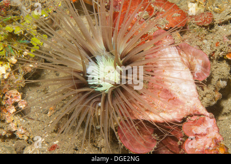 Anemone marittimo.Cerianthus sp.).stretto di Lembeh,Indonesia Foto Stock