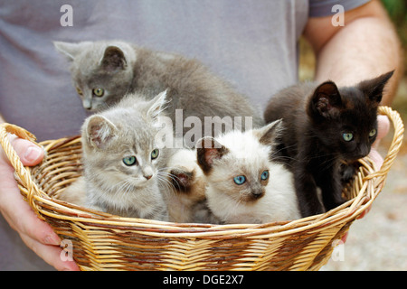 Gattini in un cesto Foto Stock