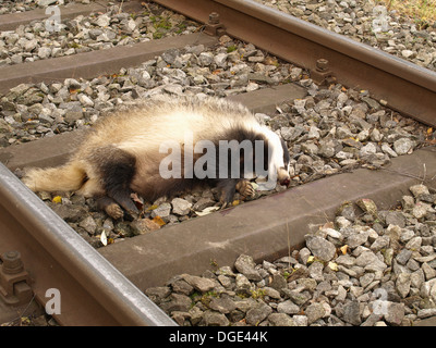 Unione badger ucciso da un treno / Europäischer Dachs von Zug getötet Foto Stock