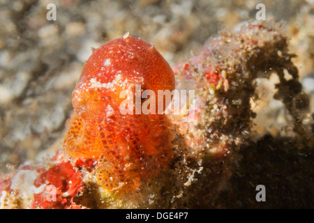 Il veleno Ocellate polpo in forma giovanile si siede su una bottiglia che si è h ome.(Amphioctopus siamensis).stretto di Lembeh,Indonesia Foto Stock