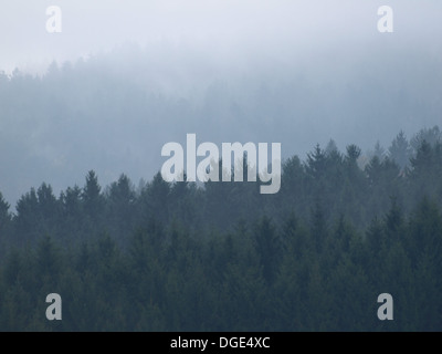 Una mistica nebbia mattutina nella foresta bavarese, Baviera, Germania Foto Stock