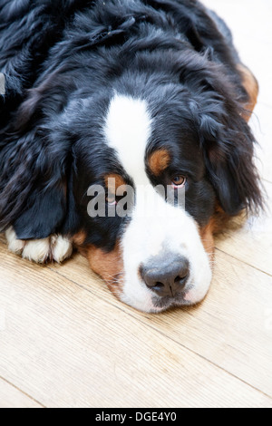 Bovaro del Bernese di accattonaggio gli occhi. Foto Stock
