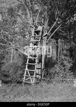 Paesaggio con scaletta stile di supporto albero per la caccia Foto Stock