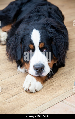 Bovaro del Bernese guardando a voi. Foto Stock