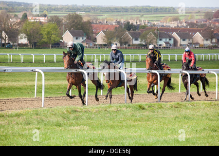 Cavalli su Newmarket's galoppa. Foto Stock