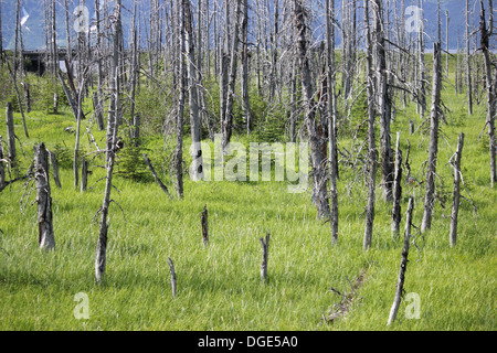 Le zone umide in rotta per Whittier da Anchorage Foto Stock