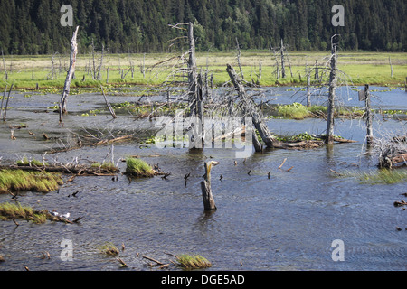 Le zone umide in rotta per Whittier da Anchorage Foto Stock