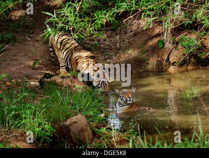 Sub adulto Tiger giocoso comportamento sparring Foto Stock