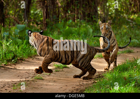 Giocose tigri Foto Stock