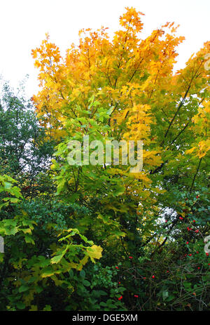 Milton Keynes, Bucks, Regno Unito. Il 19 ottobre 2013. I colori autunnali e lo scenario in ed intorno a Milton Keynes, Buckinghamshire, Inghilterra - 19 ottobre 2013 Foto di Keith Mayhew/Alamy Live News Foto Stock