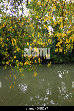 Milton Keynes, Bucks, Regno Unito. Il 19 ottobre 2013. I colori autunnali e lo scenario in ed intorno a Milton Keynes, Buckinghamshire, Inghilterra - 19 ottobre 2013 Foto di Keith Mayhew/Alamy Live News Foto Stock