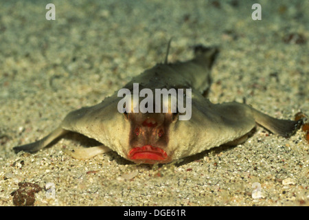 Batfish Red-Lipped.(Ogcocephalus darwini).Isole Galapagos, Equador Foto Stock