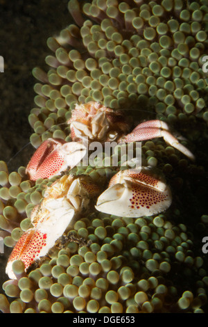 Il granchio di porcellana in anemone Foto Stock