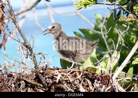 Noddy comune chick nelle Seychelles Foto Stock