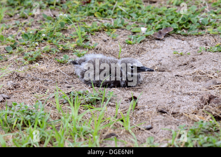 Noddy comune chick nelle Seychelles Foto Stock