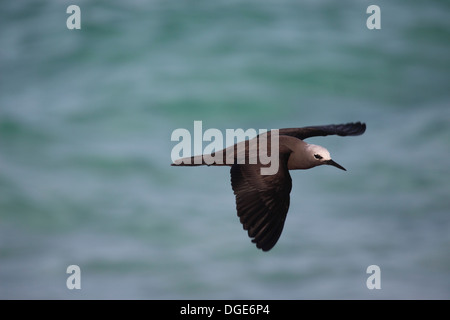 Noddy comune in volo alle Seychelles Foto Stock