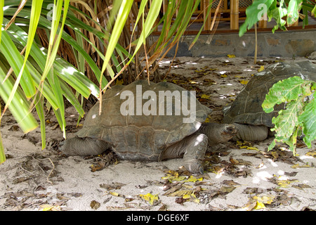 Aldabra tartarughe giganti in ombra della palma da Bird Island Foto Stock