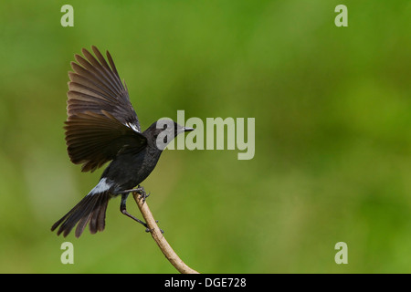 Pied bush chat Foto Stock