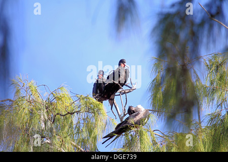 Lesser frigatebird maschi a tree roost su Bird Island Seychelles Foto Stock