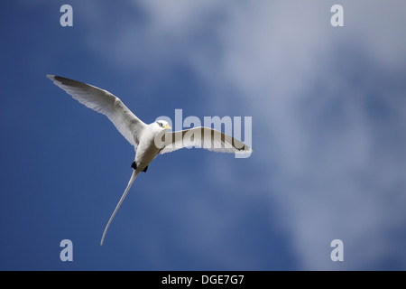 White Tailed tropic bird nelle Seychelles Foto Stock