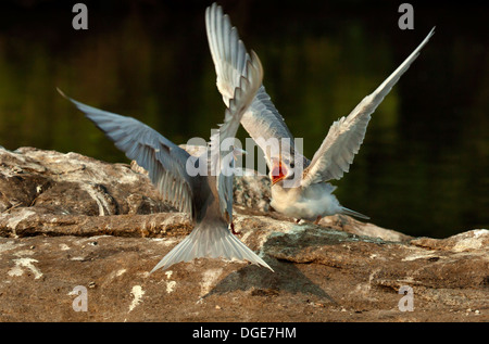 Fiume Tern, Ranganathittu Bird Sanctuary Foto Stock