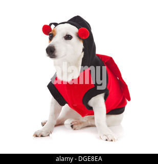 Jack Russell vestito come una coccinella su sfondo bianco Foto Stock