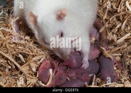 Domestico (di ratto Rattus norvegicus). Femmina adulta di lavaggio e pulizia di vecchi di un giorno i giovani nel nido. Foto Stock