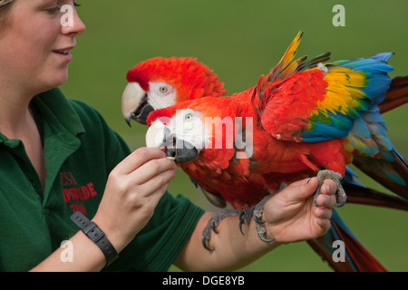 Scarlet Macaws (Ara macao). Sul braccio di loro, illustrativa di chi utilizza i loro comportamenti naturali per dimostrare i problemi di conservazione. Foto Stock