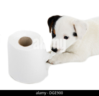 Jack Russell cucciolo catturati in riproduzione in carta igienica Foto Stock