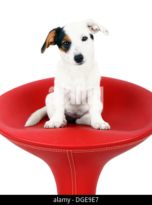 Carino jack russell seduto su uno sgabello rosso su bianco Foto Stock