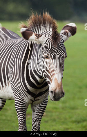 Di Grevy Zebra (Equus grevyi). Strisce di body e orecchio marcature. Whipsnade Zoo. Foto Stock