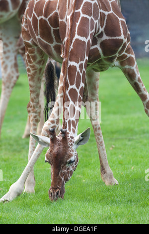 Reticolato o una giraffa somala (Giraffa camelopardalis reticulata). Zampe anteriori divaricate permettendo animale per raggiungere il suolo Foto Stock