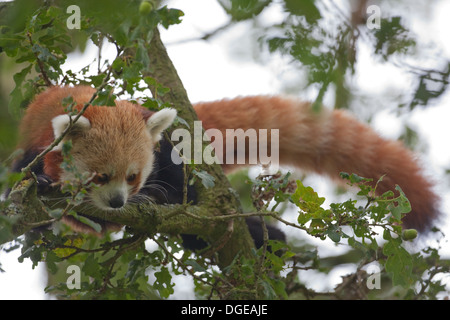 Rosso o panda minore (Ailurius fulgens). Guardando attraverso la Quercia di fogliame. Foto Stock