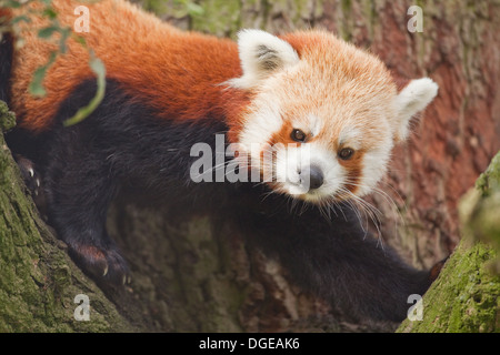 Rosso o panda minore (Ailurius fulgens). Guardando verso il basso dal ramo di albero. Foto Stock