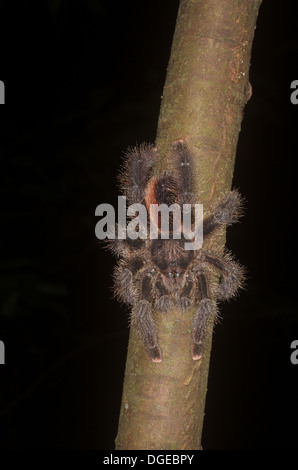 Una rosa-toed Tarantula (Avicularia sp.) in agguato su un ramo della foresta pluviale amazzonica di Loreto, Perù. Foto Stock