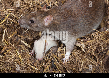 Albino marrone o la Norvegia di ratto (Rattus norvegicus). In una cucciolata di marrone normale giovane. Gli occhi rosa appena cominciando ad aprire. Foto Stock