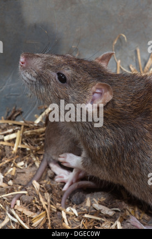 Marrone o Norvegia, ratto (Rattus norvegicus). Femmina adulta, con giovani dietro. Foto Stock