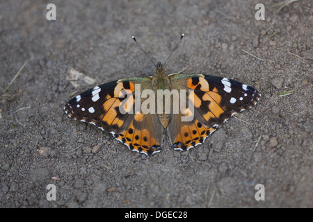 Dipinto di Lady Butterfly (Vanessa cardui). In fase di riscaldamento sul suolo cancellati patch in un giardino di Norfolk. Agosto. Foto Stock