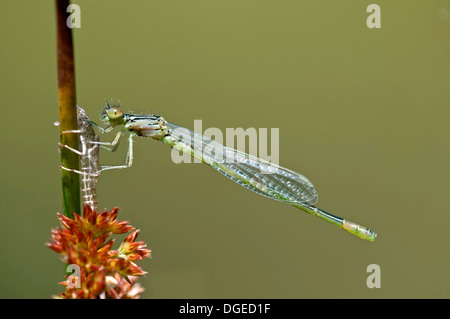 Appena schiuse ancora di color pallido maschio di Azure Damselfly (Coenagrion puella), Damselfly Coenagrionidae famiglia Foto Stock