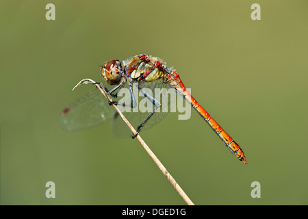 Il maschio della Vagrant Darter (Sympetrum vulgatum), Skimmer (Famiglia Libellulidae) Foto Stock