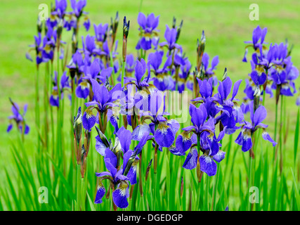 Primo piano sul gruppo di Iris blu siberica iride fiori Foto Stock