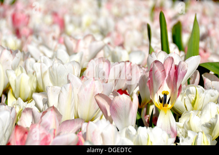 Campo di tulipani in bianco e colori rosa Foto Stock
