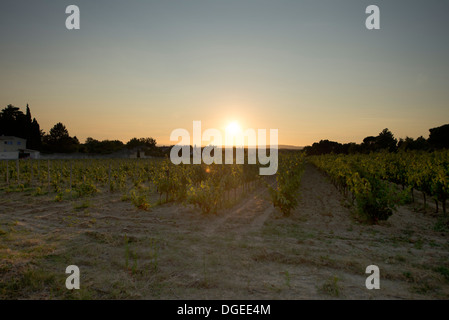 Il sole di setting in tarda estate su vigneti a Sablet nella Vaucluse Francia sudorientale Foto Stock