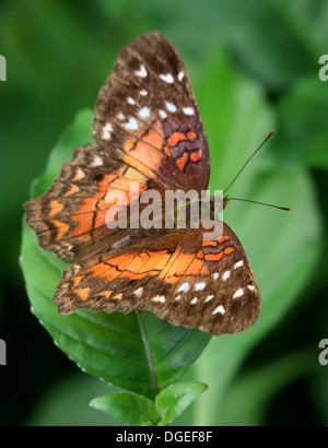 Brown Peacock a.k.a. Scarlet Peacock (Anartia amathea) in posa su una foglia Foto Stock