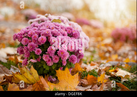 Fioritura rosa Dendranthema o crisantemo Foto Stock