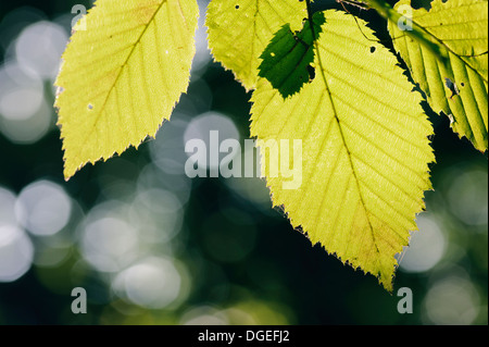 Summer or spring nature concept with green leaves and bokeh Foto Stock